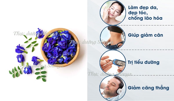 Công dụng của hoa đậu biếc